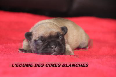 Les chiots de Bouledogue français