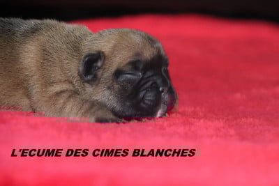 Les chiots de Bouledogue français