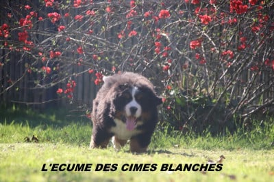 Les chiots de Bouvier Bernois