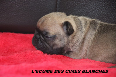 Les chiots de Bouledogue français