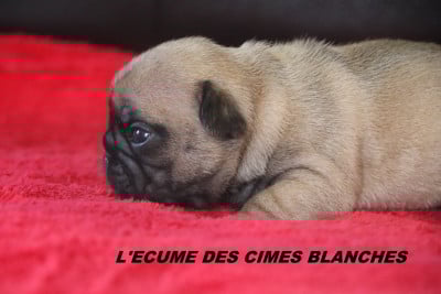 Les chiots de Bouledogue français