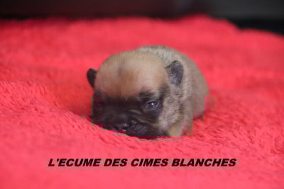 Les chiots de Bouledogue français