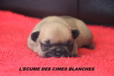 Les chiots de Bouledogue français