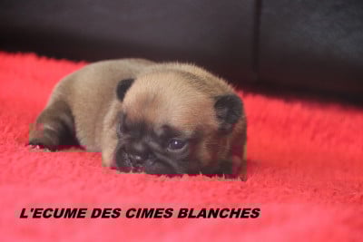Les chiots de Bouledogue français