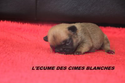 Les chiots de Bouledogue français