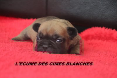 Les chiots de Bouledogue français