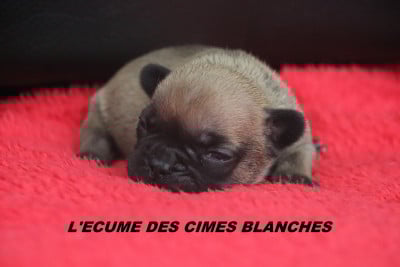 Les chiots de Bouledogue français