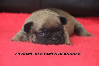 Les chiots de Bouledogue français
