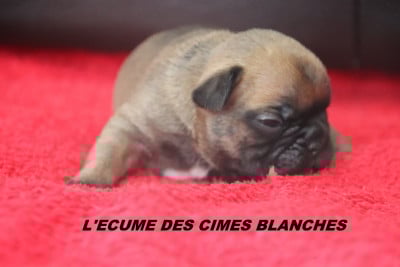 Les chiots de Bouledogue français