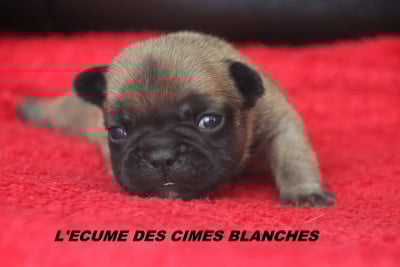 Les chiots de Bouledogue français