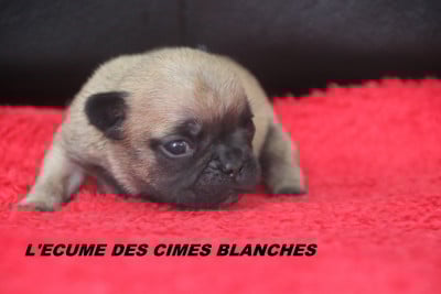 Les chiots de Bouledogue français