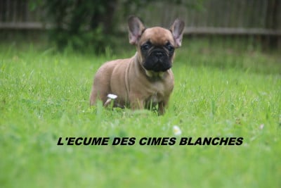 Les chiots de Bouledogue français