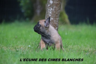 Les chiots de Bouledogue français