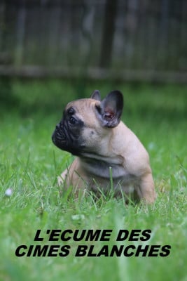 Les chiots de Bouledogue français
