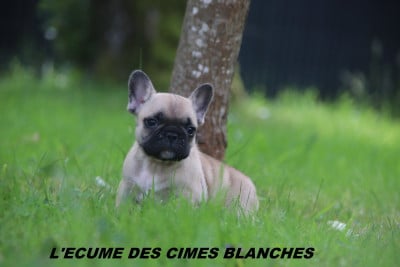 Les chiots de Bouledogue français