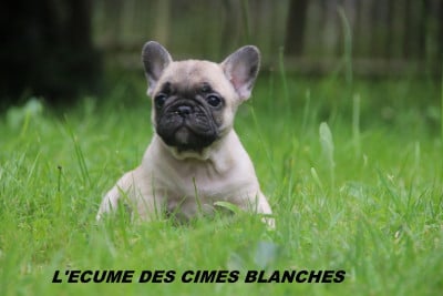 Les chiots de Bouledogue français