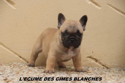 Les chiots de Bouledogue français