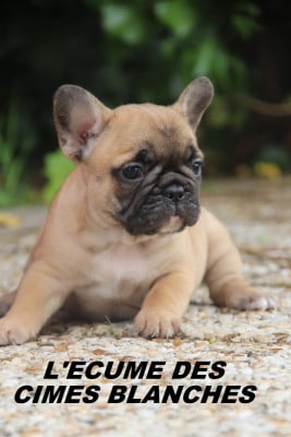 Les chiots de Bouledogue français