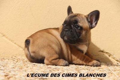 Les chiots de Bouledogue français