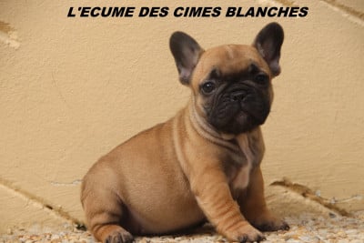 Les chiots de Bouledogue français