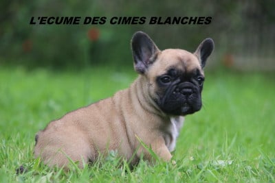 Les chiots de Bouledogue français