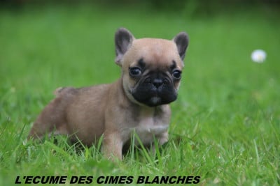 Les chiots de Bouledogue français