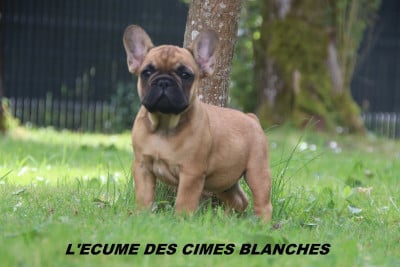 Les chiots de Bouledogue français