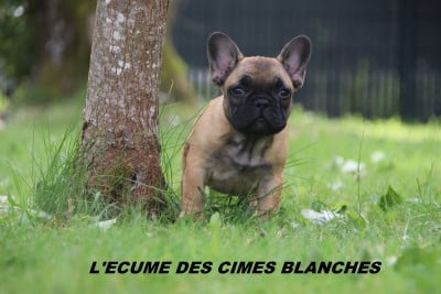 Les chiots de Bouledogue français