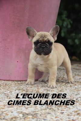 Les chiots de Bouledogue français