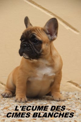 Les chiots de Bouledogue français