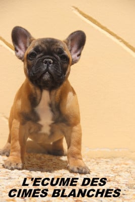 Les chiots de Bouledogue français