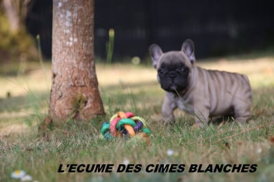 Les chiots de Bouledogue français