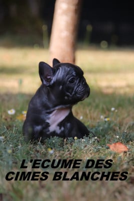 Chiot N°2 - Bouledogue français