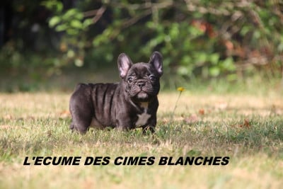 Chiot N°4 - Bouledogue français