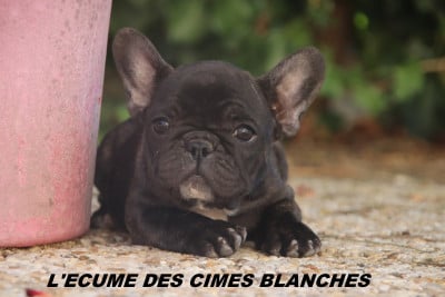 Les chiots de Bouledogue français