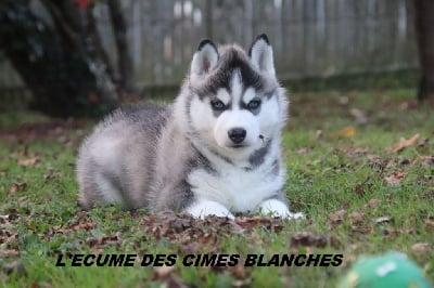 Les chiots de Siberian Husky