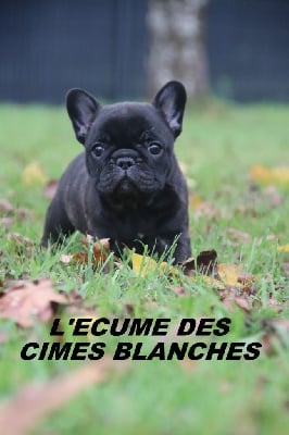 Les chiots de Bouledogue français