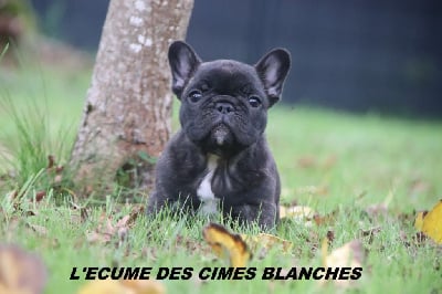 Les chiots de Bouledogue français