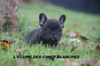Les chiots de Bouledogue français