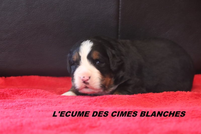 Bouvier Bernois - de l'écume des cimes blanches