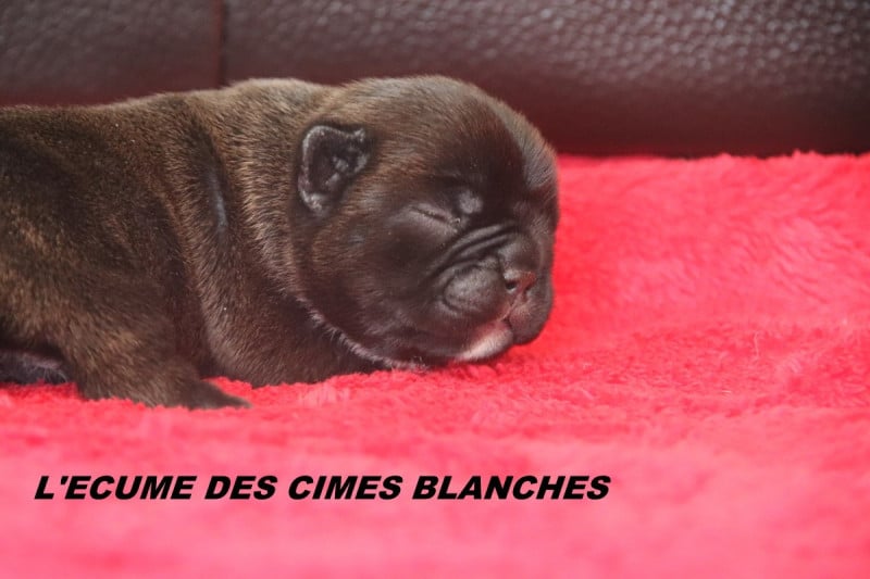 Bouledogue français - de l'écume des cimes blanches