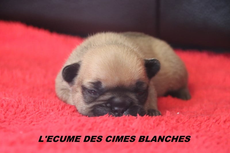 Bouledogue français - de l'écume des cimes blanches