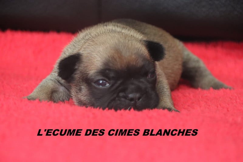 Bouledogue français - de l'écume des cimes blanches