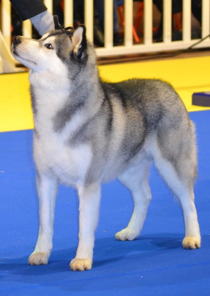 Exclusive design of Artic Ocean - 1 ER EXCELLENT / C.A.C.S / MEILLEUR DE RACE