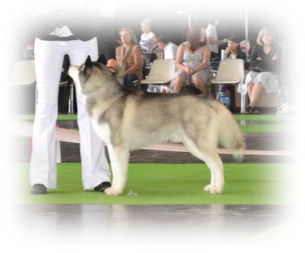 Exclusive design of Artic Ocean - SELECTIONNE DANS LES 6 DERNIERS EXCELLENTS