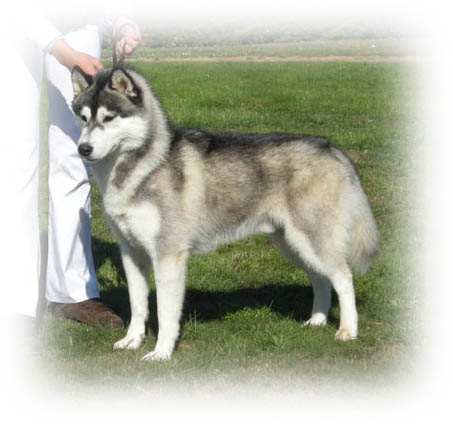 Exclusive design of Artic Ocean - 3 ème EXCELLENT