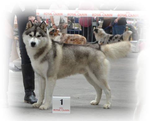 Exclusive design of Artic Ocean - 1er EXCELLENT / C.A.C.S / R.C.A.C.I.B