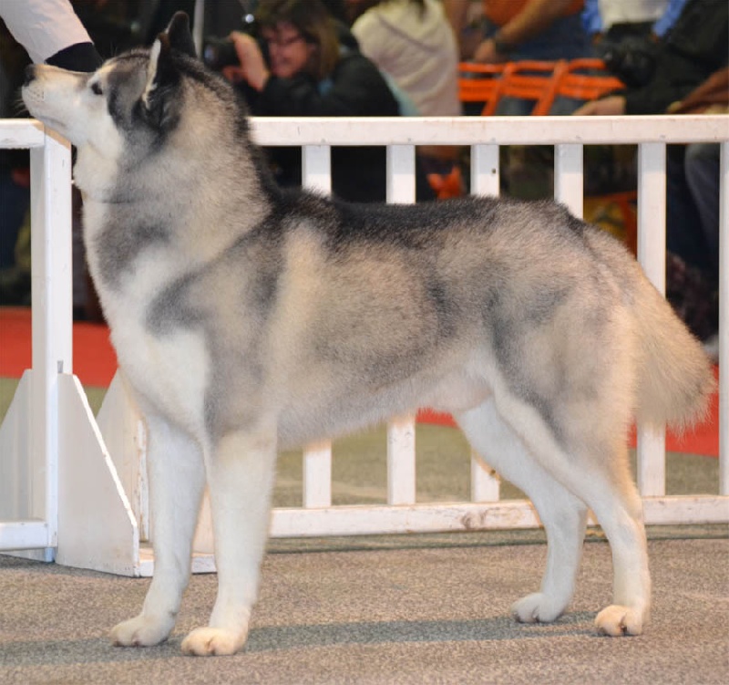 Exclusive design of Artic Ocean - 1 ER EXCELLENT / C.A.C.S / C.A.C.I.B / MEILLEUR DE RACE