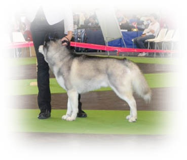 Exclusive design of Artic Ocean - SELECTIONNE DANS LES 9 DERNIERS EXCELLENTS