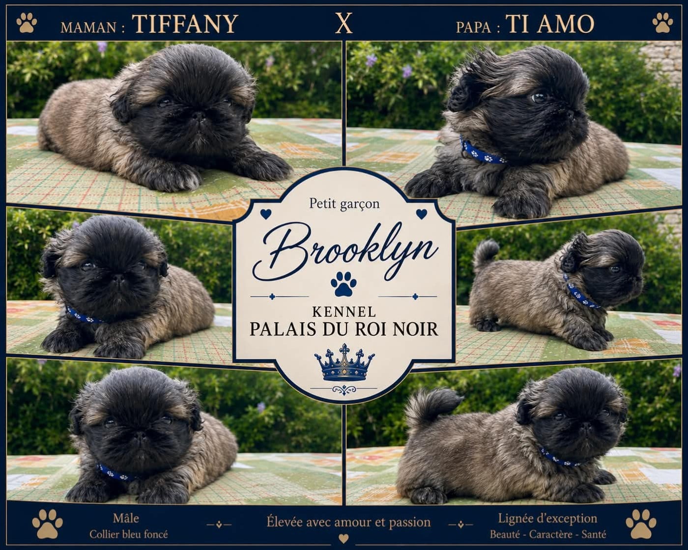 Chiot N°1 - Pekinois